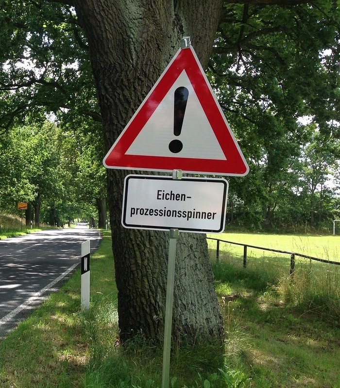 Warnschild vor dem Eichenprozessionsspinner an einem Baum