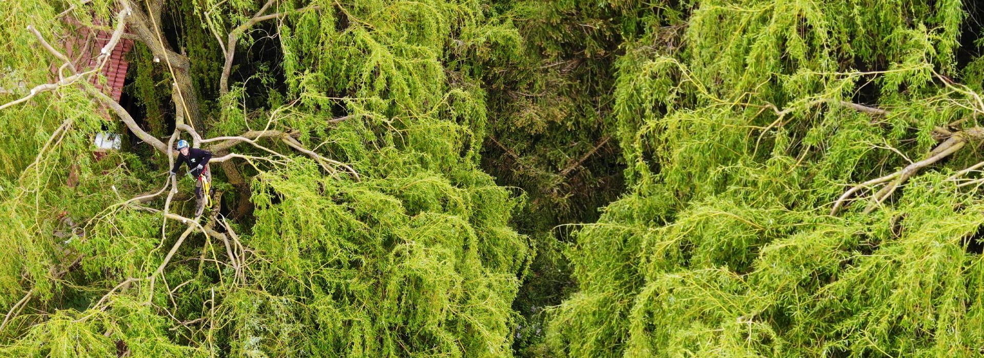 Mitarbeiter von Gartenservice Lindlein bei Baumarbeiten in einer Baumkrone