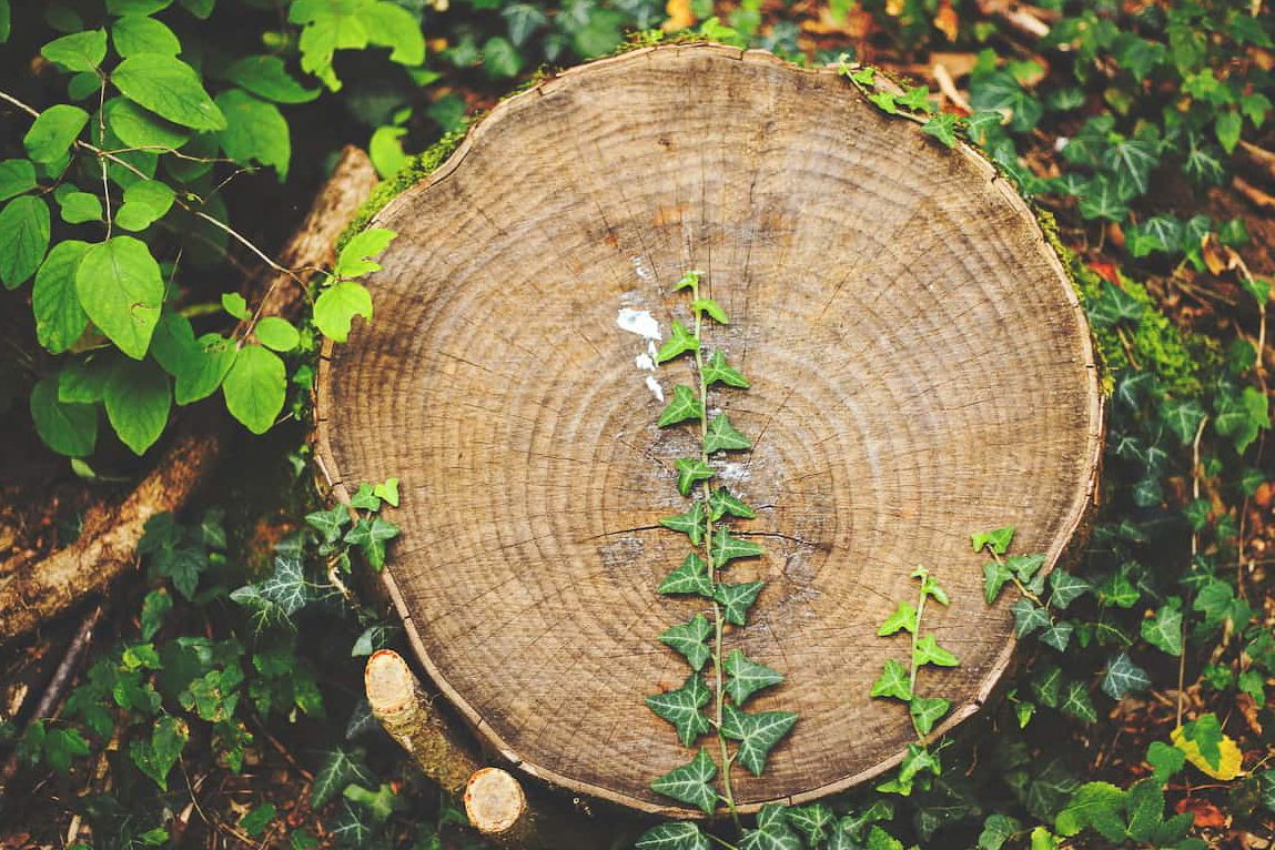 Grüngut wird nach den Gartenarbeiten abtransportiert