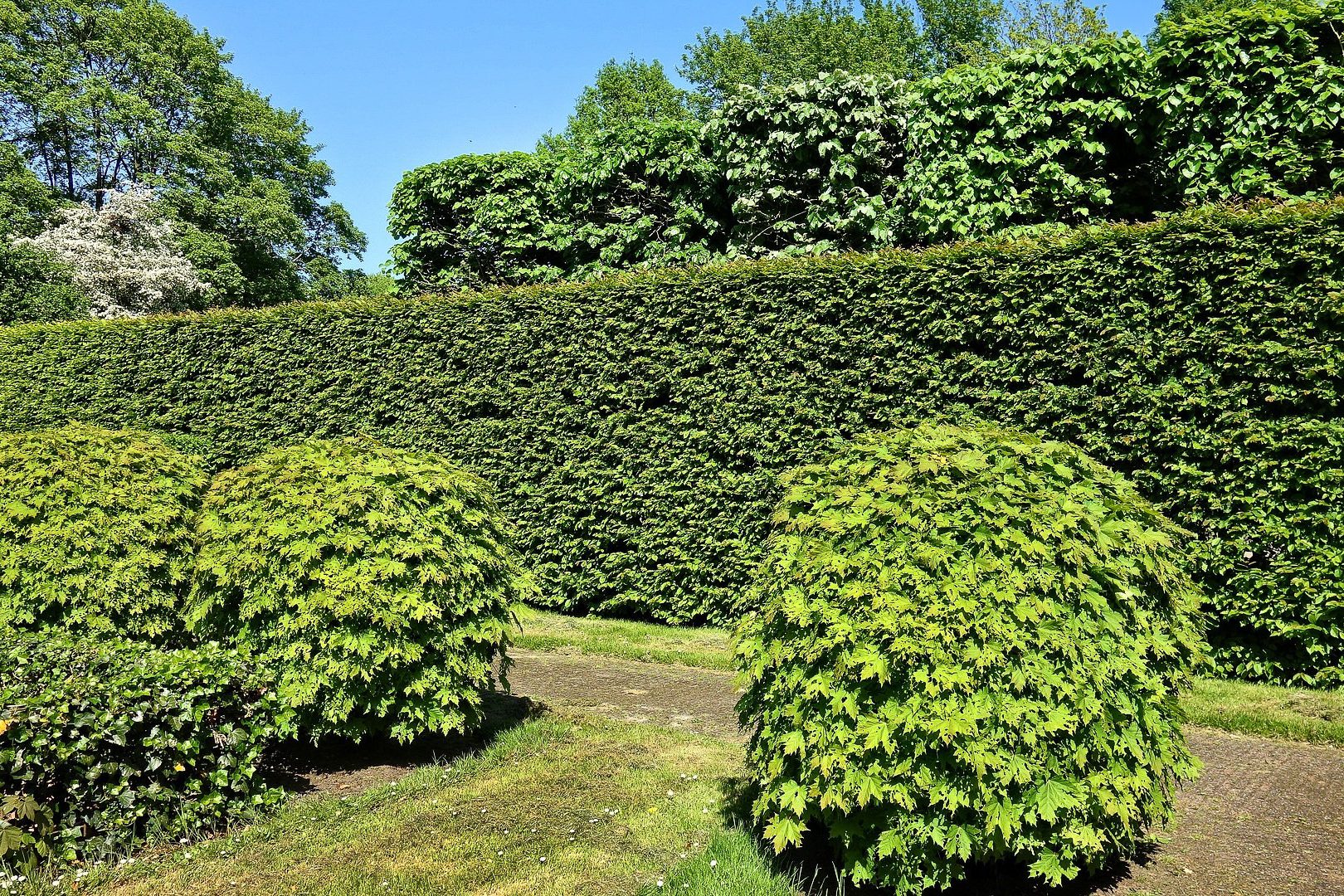 Frisch in Form geschnittene Hecke